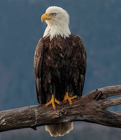 Bald Eagle image - click on image for sound