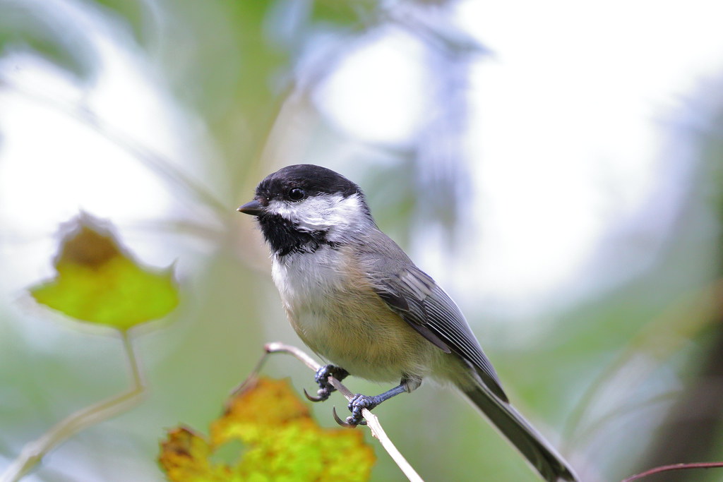Black Capped Chickadee image - click on image for sound