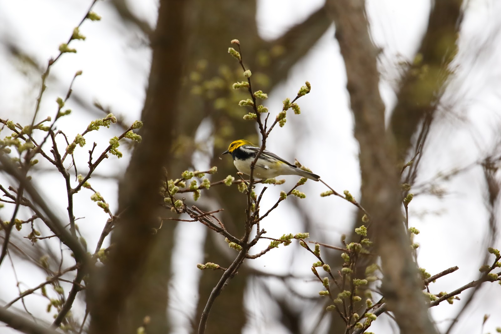 Black-Throated Green-Warbler Image