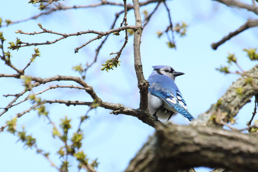 Blue-Jay image - click on image for sound