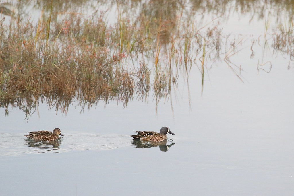 Blue-Winged Teal image - click on image for sound
