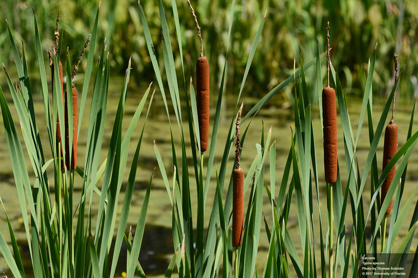 Cattails Image