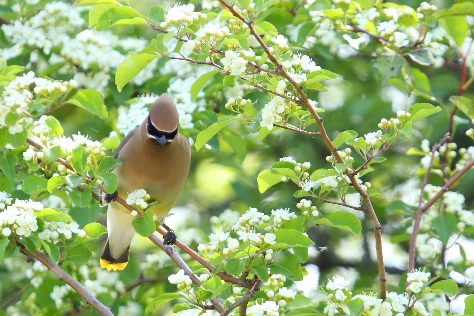 Cedar Waxwing Image