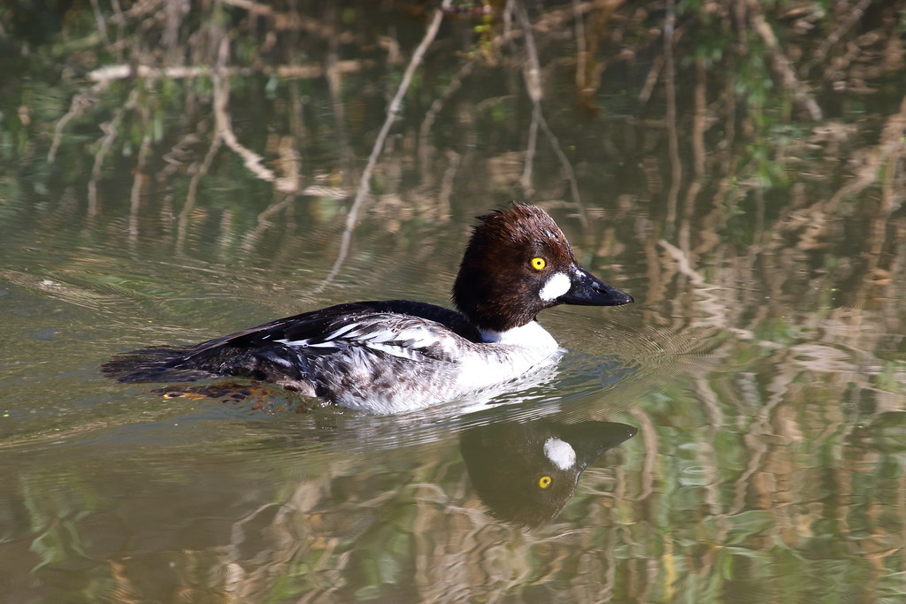 Common Goldeneye image - click on image for sound