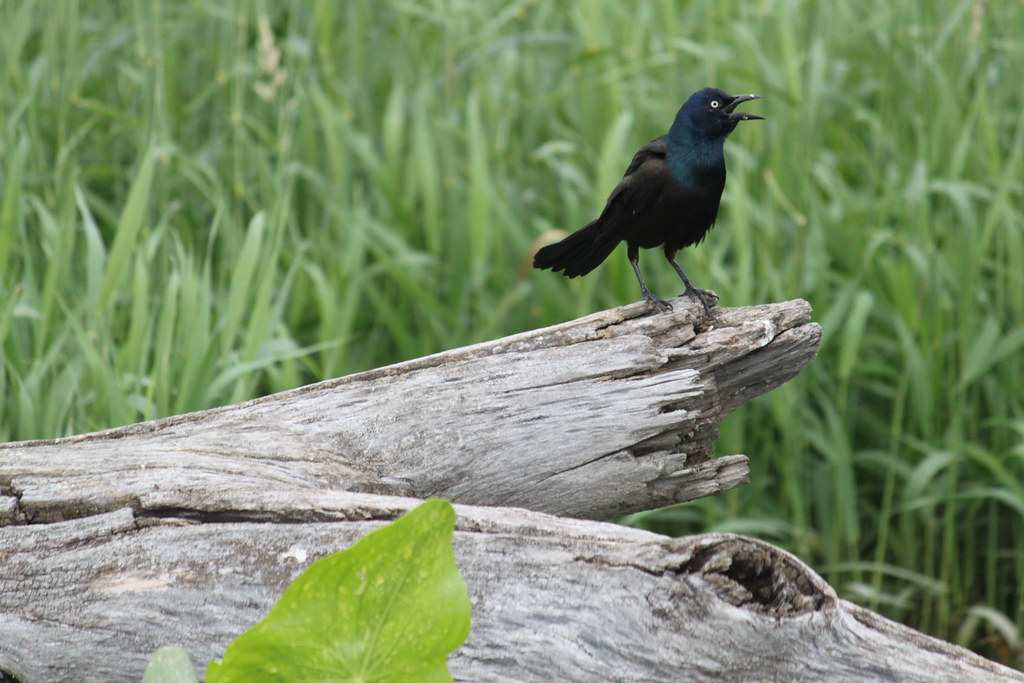 Common Grackle Image