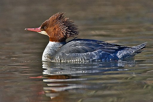 Common Merganser Image