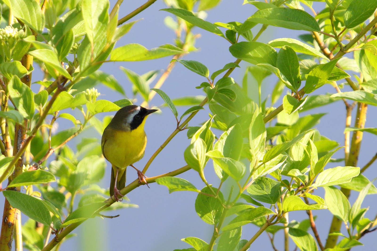 Common Yellowthroat image - click on image for sound