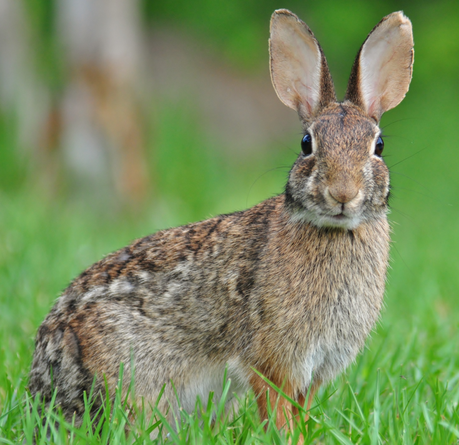 Eastern Cottontail Rabbit Image