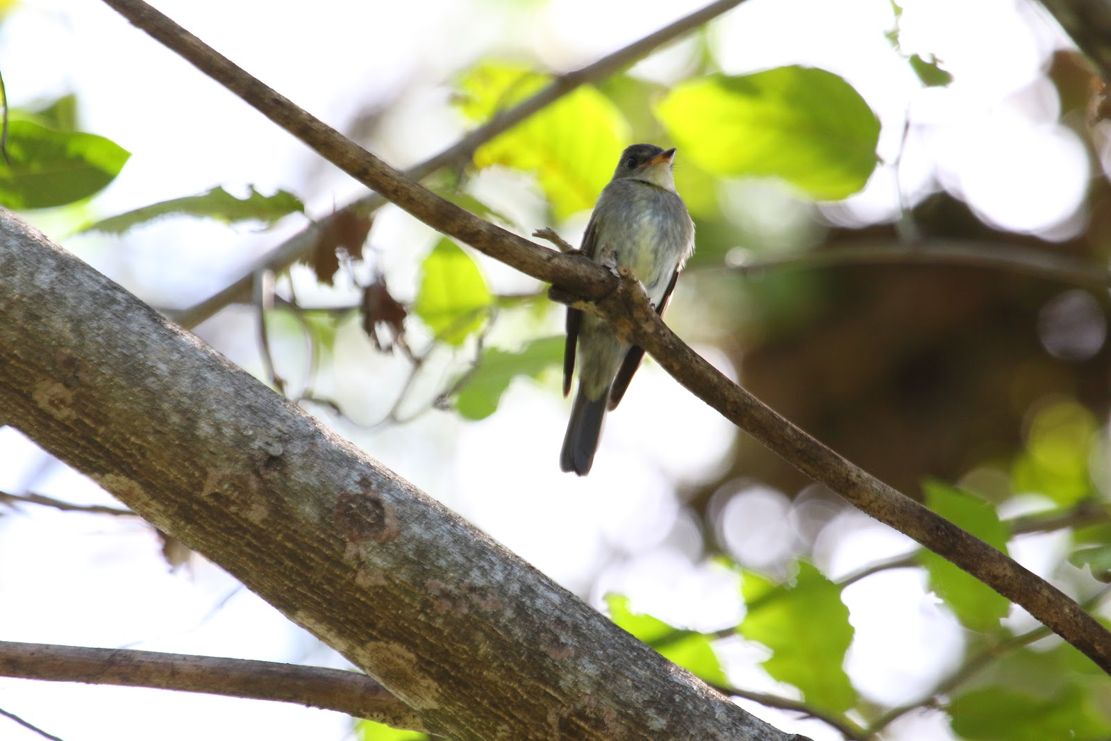 Eastern Wood-Pewee image - click on image for sound
