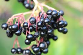 Elderberry Image