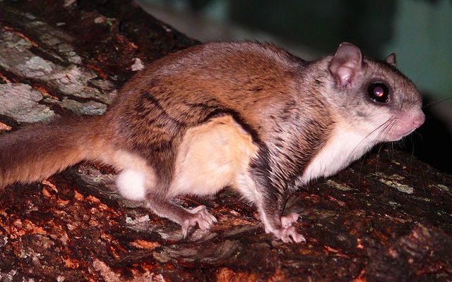 Southern Flying Squirrel Image