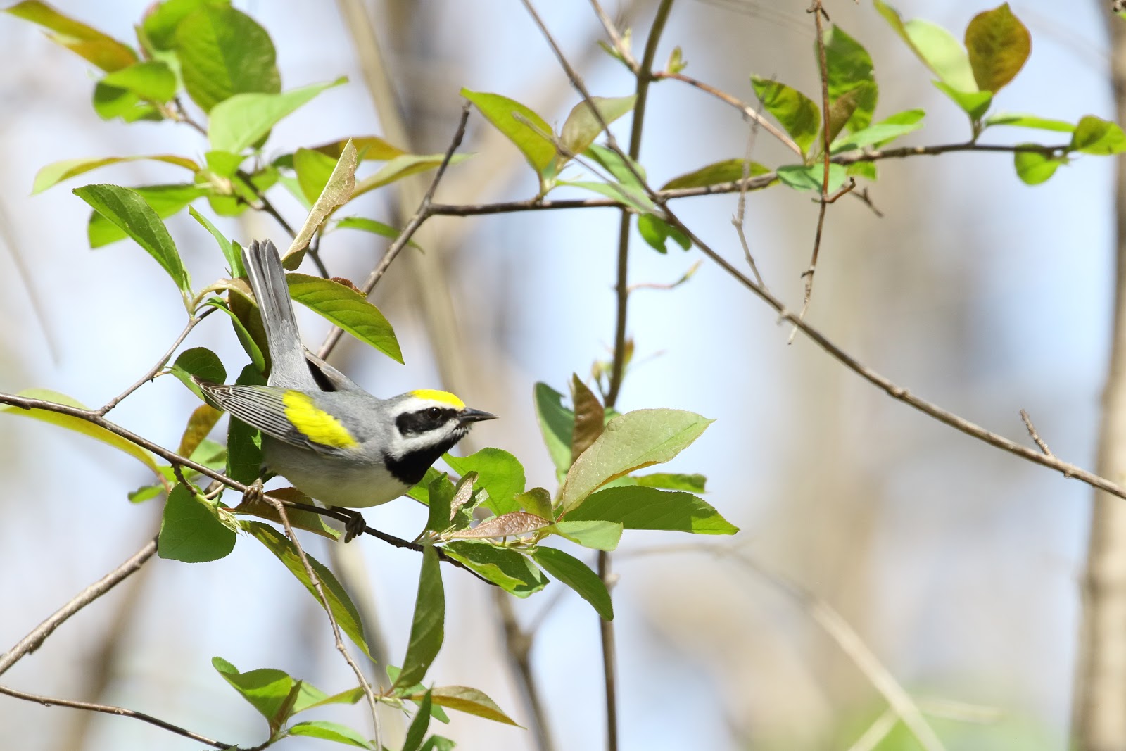 Golden Winged Warbler image - click on image for sound