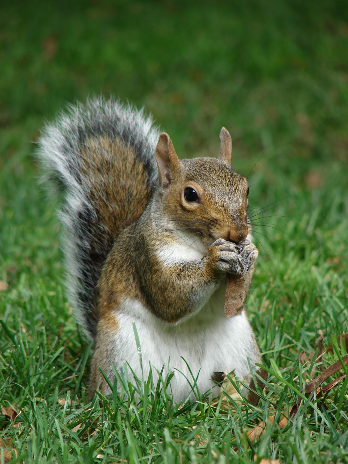 Grey Squirrel Image
