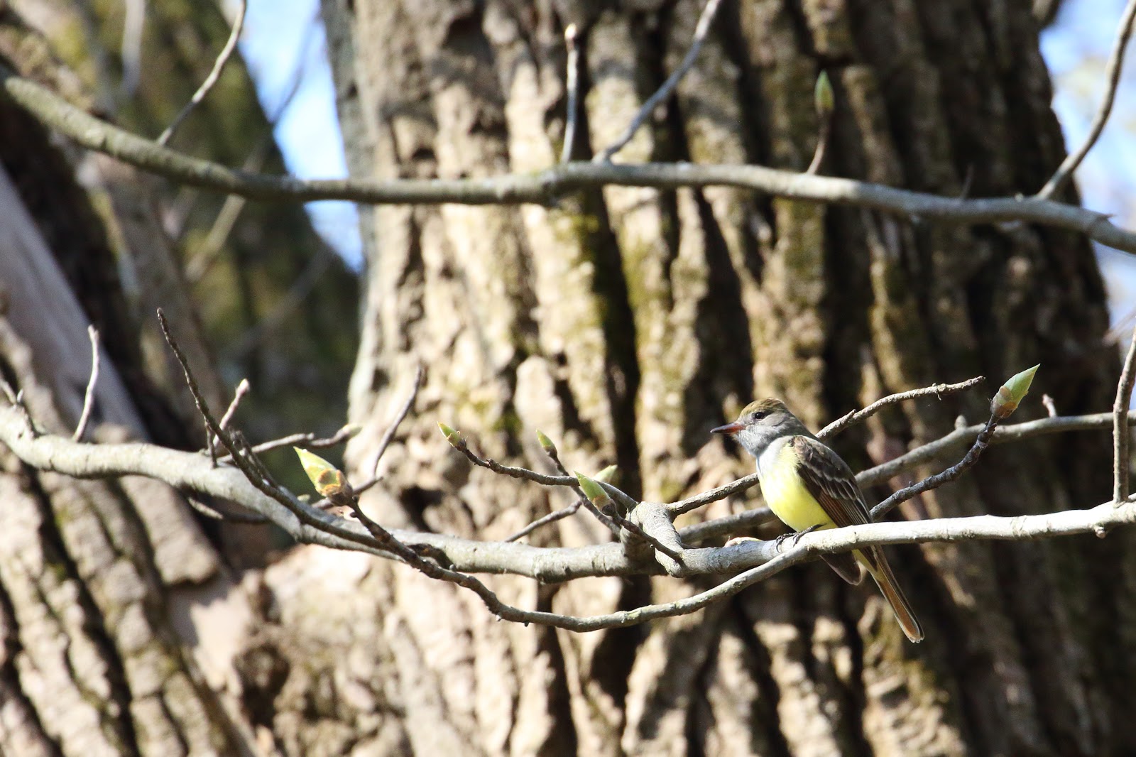 Great Crested Flycatcher Image