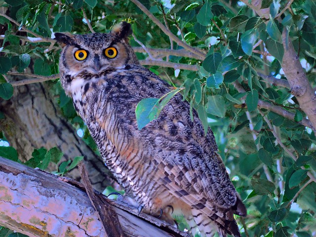 Great-Horned Owl image - click on image for sound