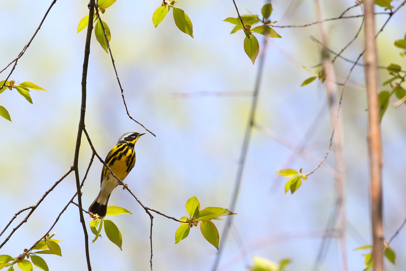 Magnolia Warbler Image