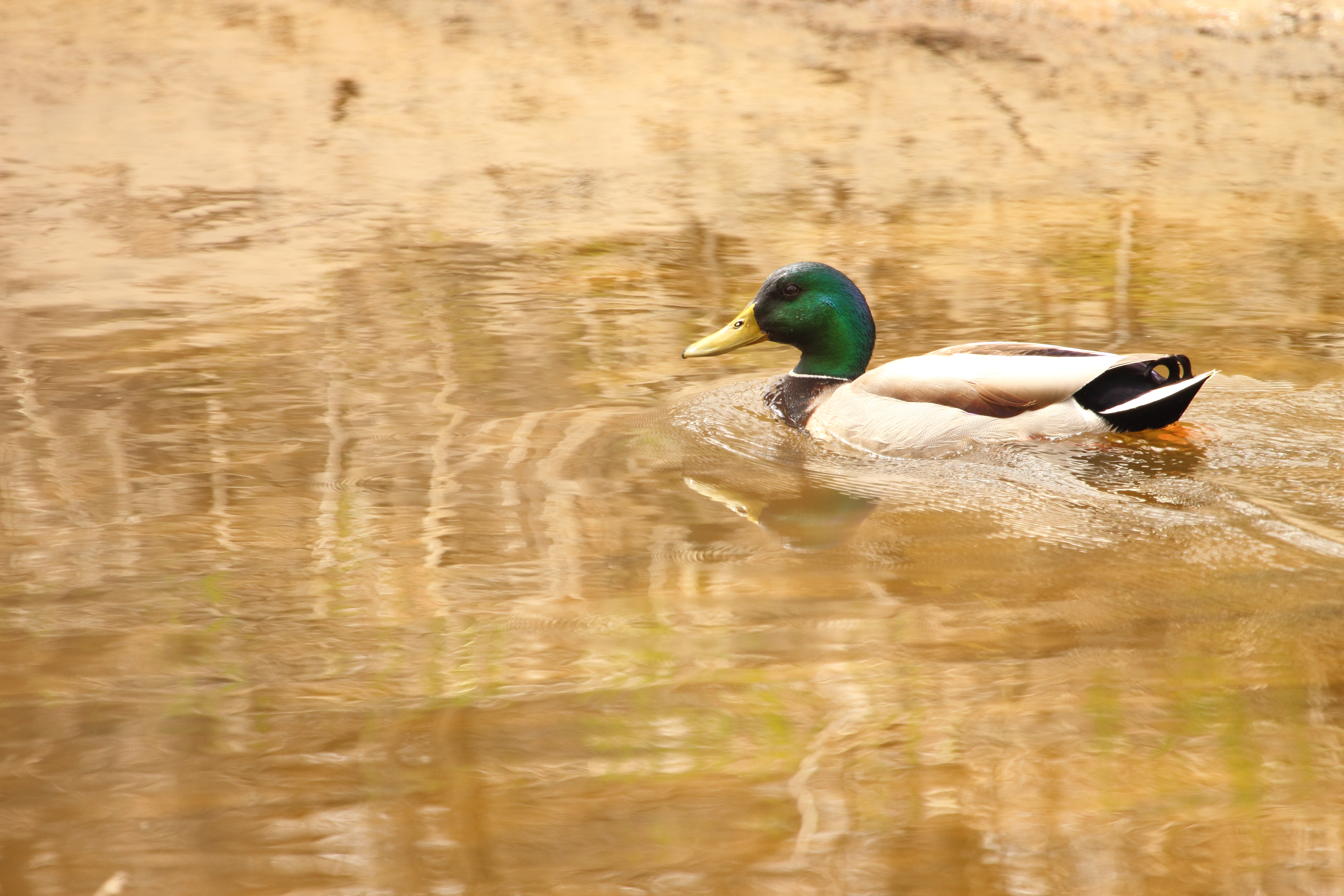 Mallard Image