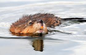 Muskrat Image