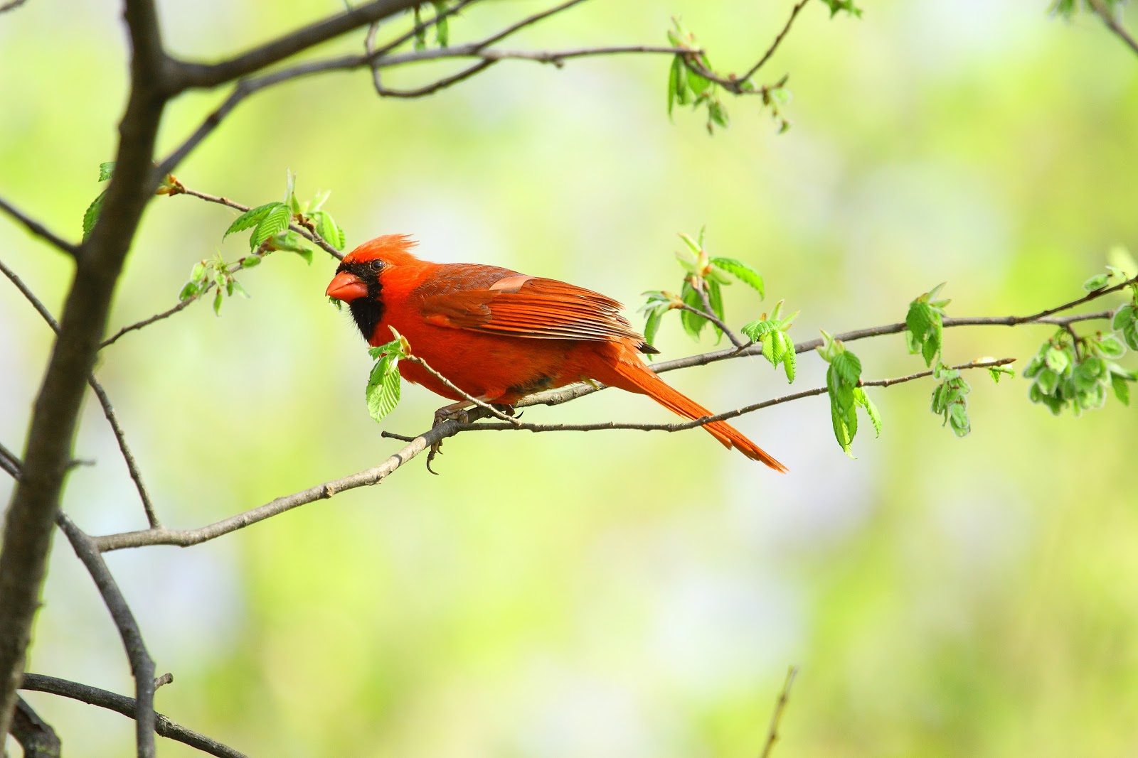 Northern Cardinal image - click on image for sound