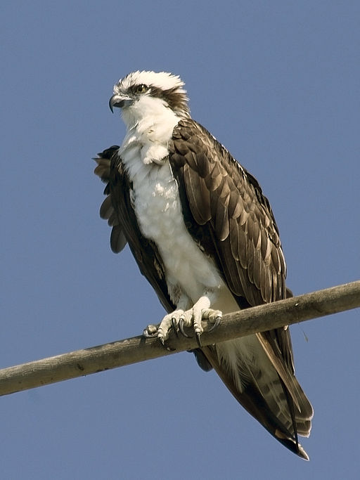 Osprey image - click on image for sound