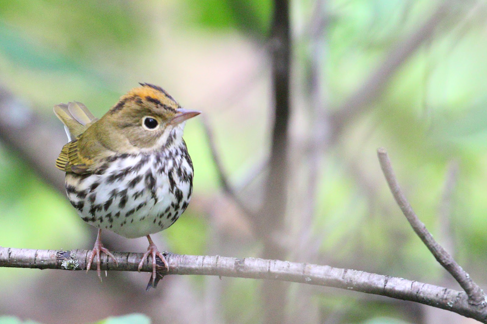 Oven Bird image - click on image for sound