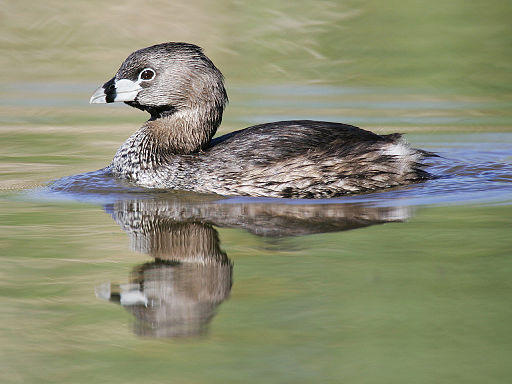 Pied-Billed Grebe Image