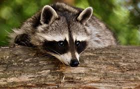 Raccoon Image
