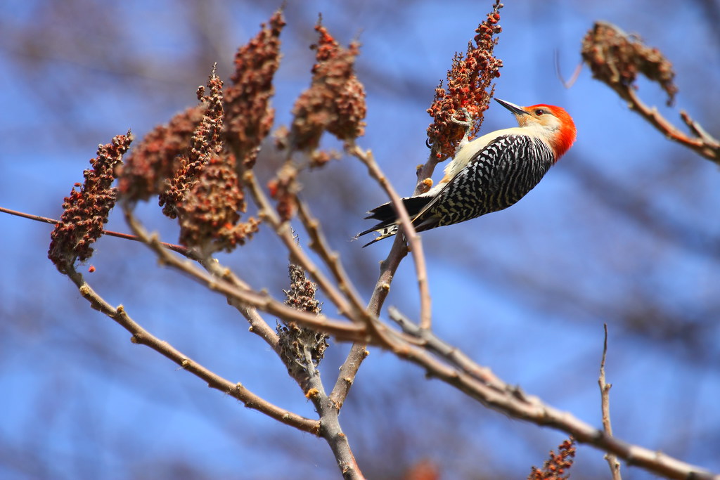 Red-Bellied Woodpecker image - click on image for sound