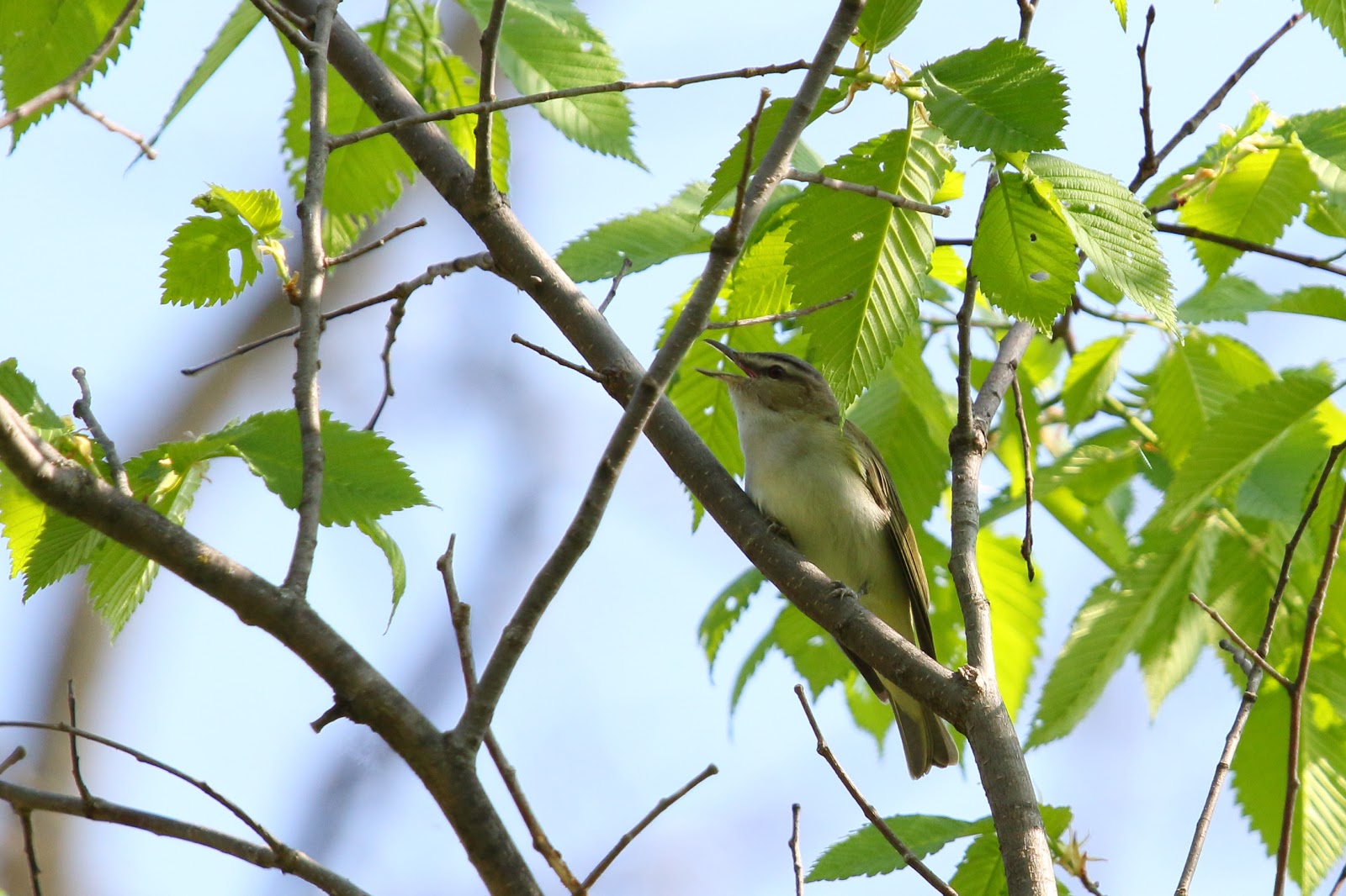 Red-eyed Vireo image - click on image for sound