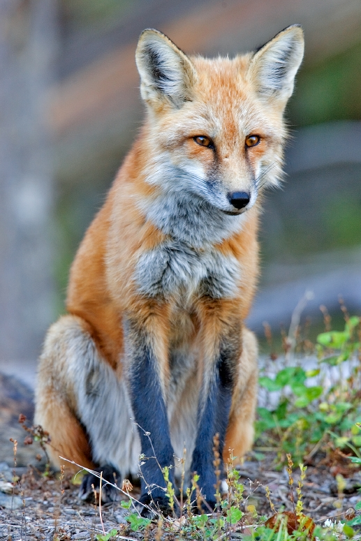 Red Fox Image