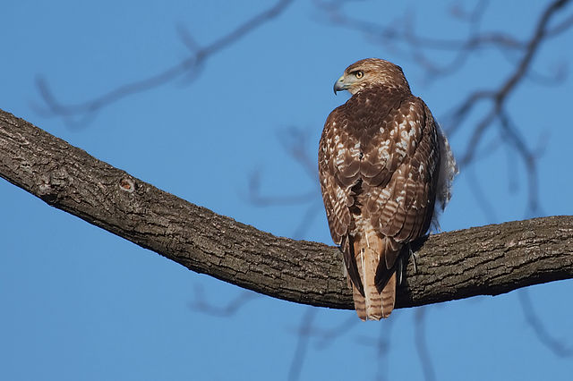 Red-Tailed Hawk image - click on image for sound