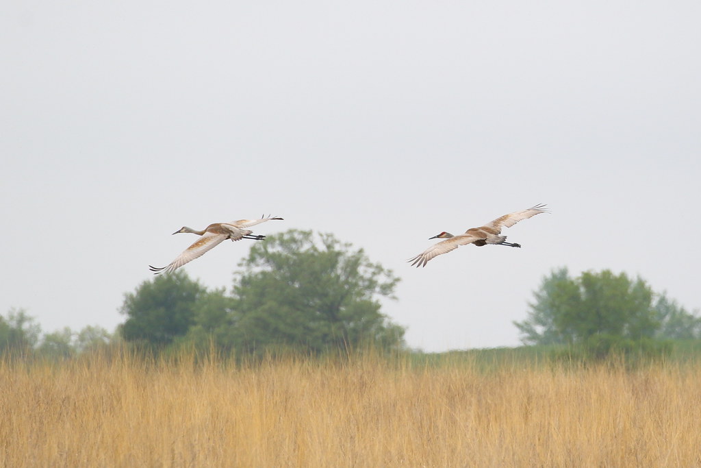 Sandhill Crane Image