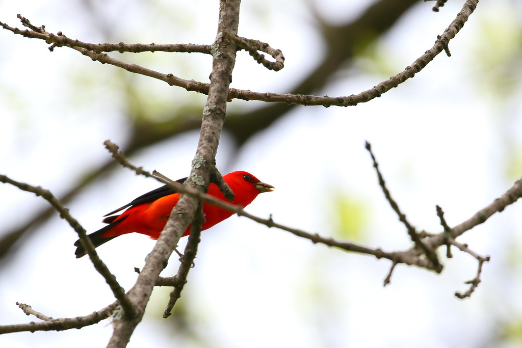 Scarlet Tanager image - click on image for sound