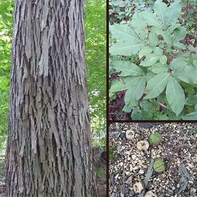 Shagbark Hickory Image