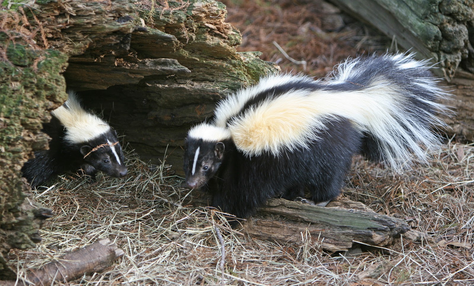 Stripped Skunk Image