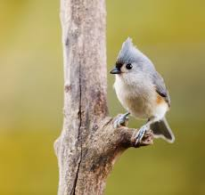 Tufted Titmouse image - click on image for sound