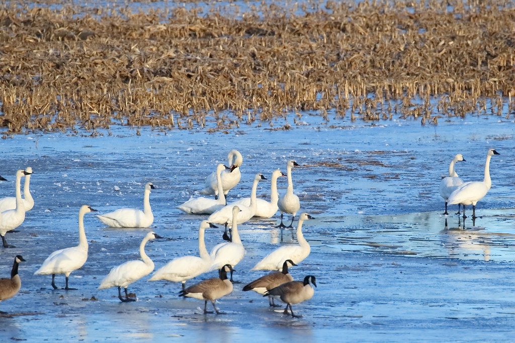 Tundra Swan image - click on image for sound