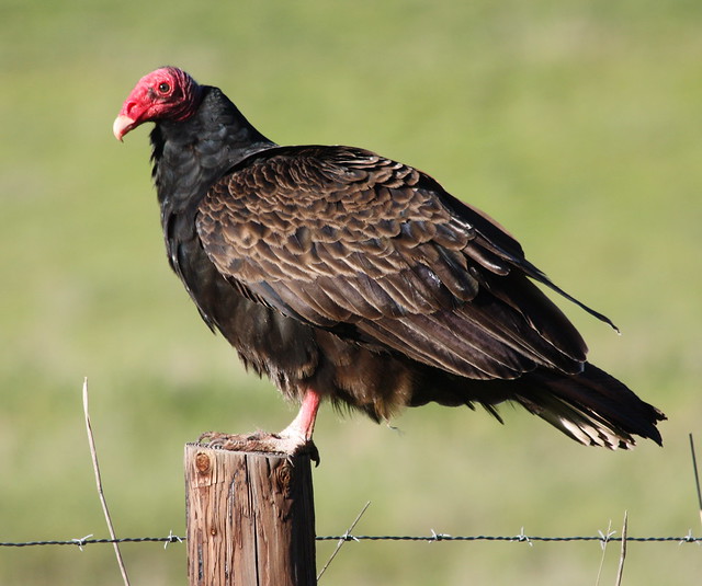 Turkey Vulture Image