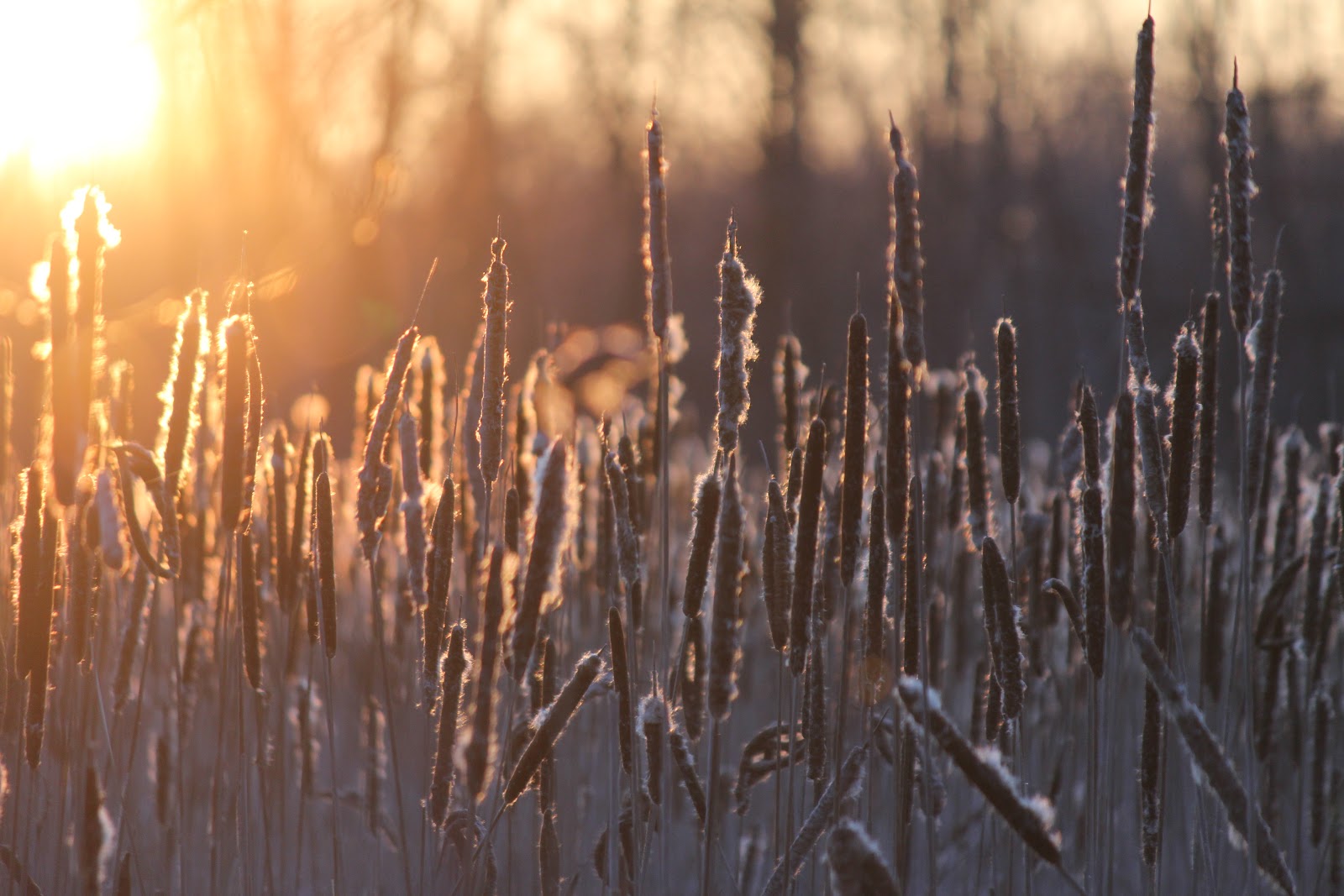 Wetland Image