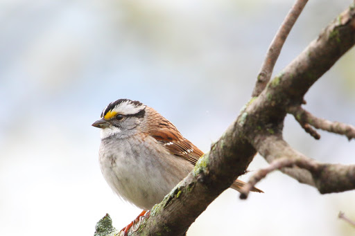 White Throated Sparrow image - click on image for sound