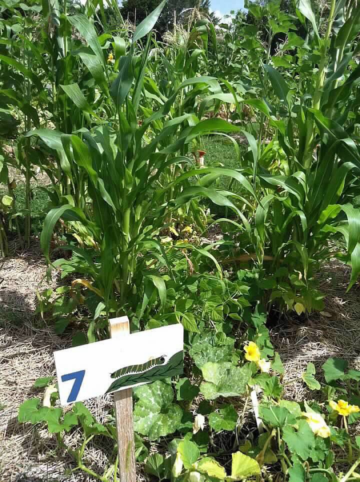 vegetable garden