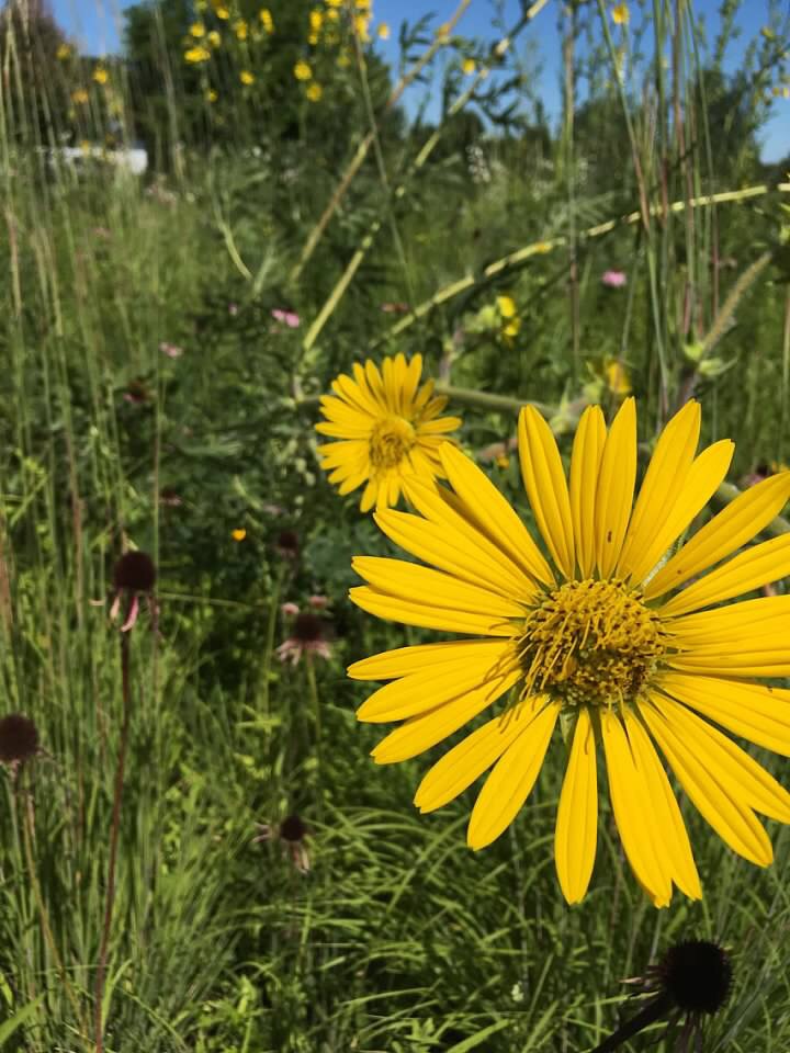 flowers