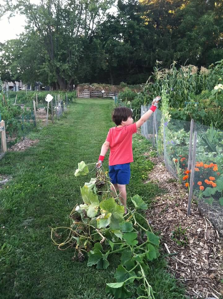 boy in the community garden